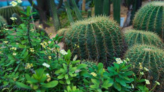 沙漠植物沙生植物仙人掌仙人球