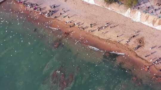 海边海鸥与游客航拍