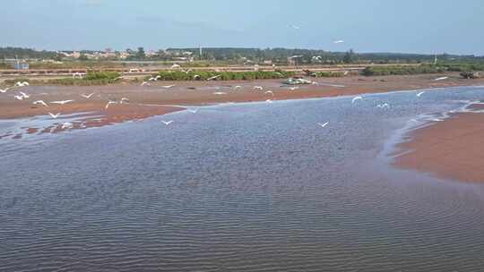 湛江乐民港红树林白鹭滩涂湿地保护区航拍