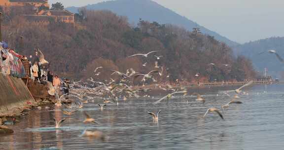 冬天太湖水边有许多海鸥飞翔的自然景象