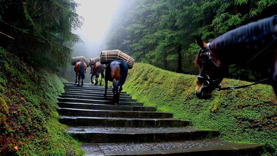 山间道路上马匹驮运货物