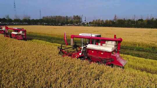 水稻收割丰收季节