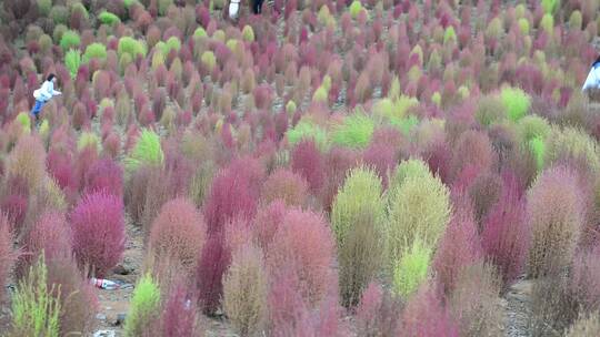 浪漫的乡村振兴植物植被地肤草