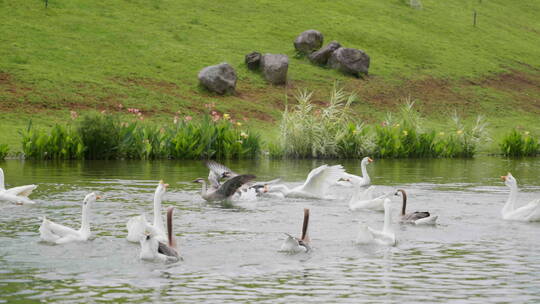 湖里追逐打闹的大鹅