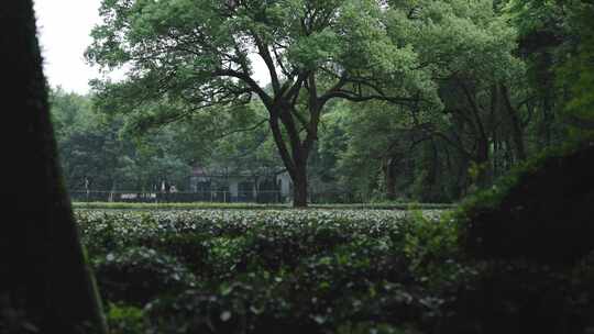 林中茶田旁大树的自然风景