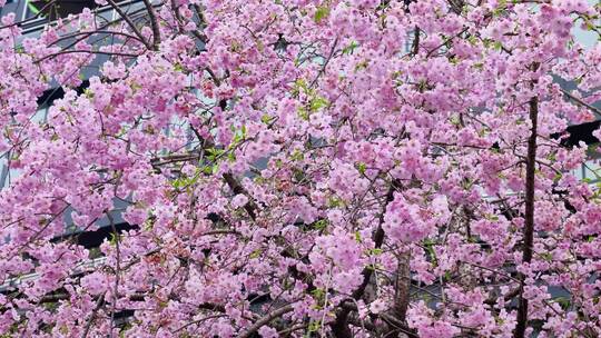 粉色的樱花花朵美景景色自然风景自然风光