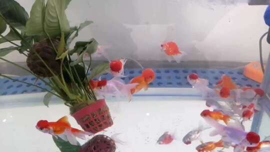 鱼缸中游动的金鱼视频素材模板下载