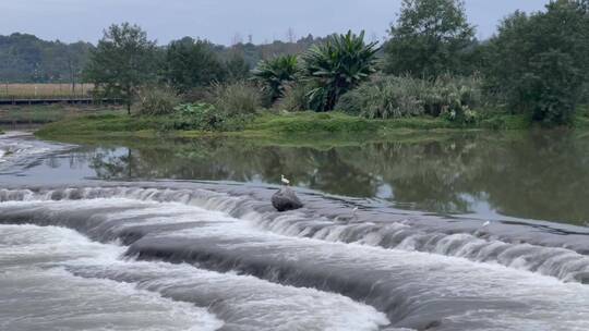 湖泊水流白鹭湿地公园1