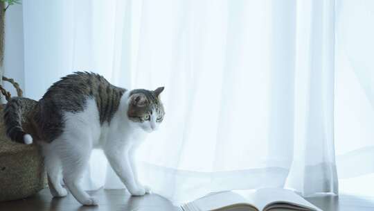 夏天落地窗边窗帘飘动 猫咪陪伴读书
