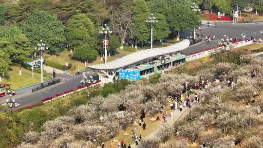 中国广东省广州市黄埔区市民广场梅花