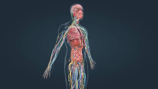 医学人体解剖大脑器官三维动画