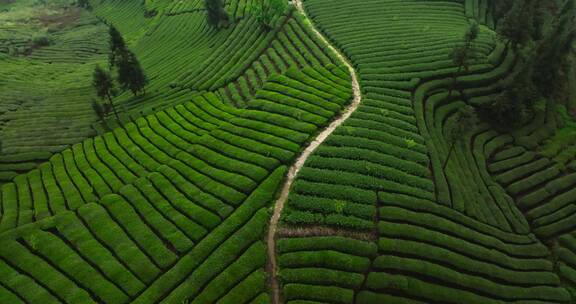 春天航拍四川绿茶茶山风景