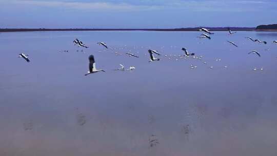 航拍成群的大雁白鹤 鄱阳湖 候鸟视频素材模板下载