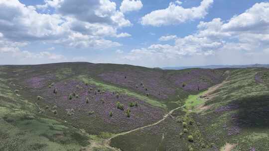 高山杜鹃花海