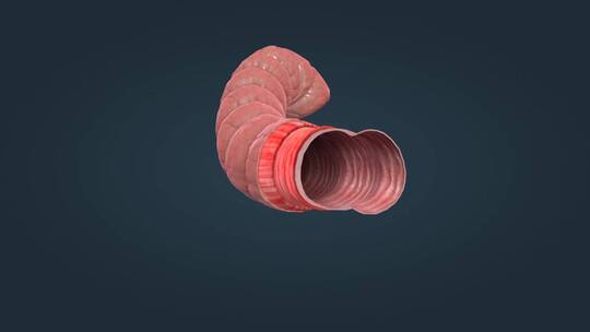 肠道结肠浆膜肠粘膜纵形平滑肌环形平滑肌