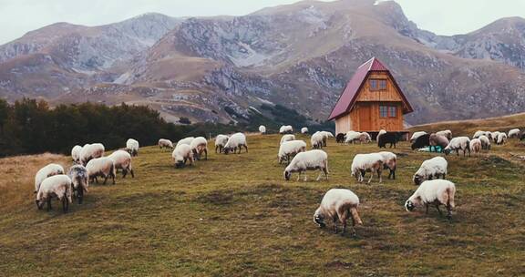 一群羊儿在吃草