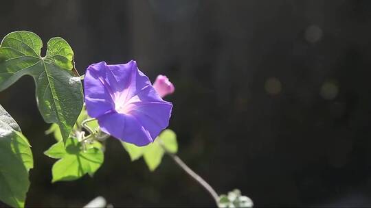 盛开的牵牛花视频素材模板下载