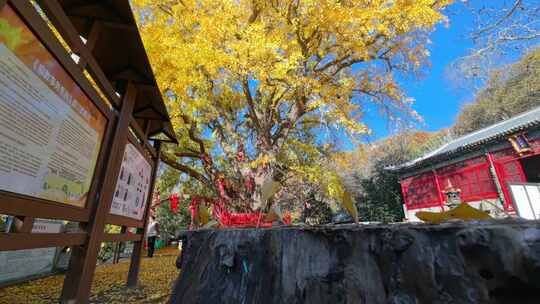 山东荣成伟德山圣水观千年古银杏落叶秋景