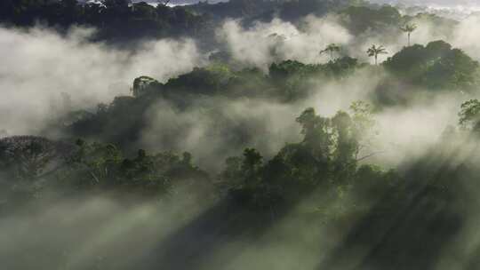 云南森林清晨晨雾程曦大自然植物视频素材模板下载