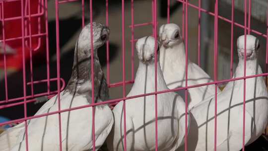 笼子里面的鸽子视频素材模板下载