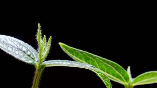 种子发芽 种子破土而出 植物生长延时视频素材模板下载