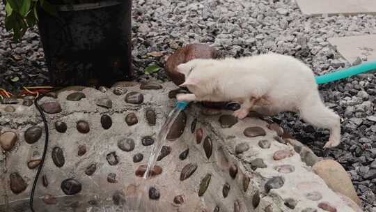 不怕水的猫咪见过？