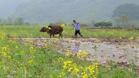 农民牵牛耕地的春耕景象