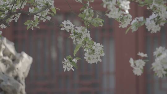 故宫花开 梨花