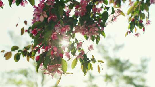 苹果，花，花，树