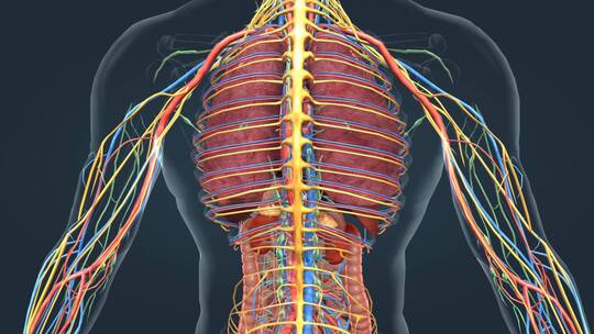 3D人体 医学 器官 神经 动静脉 动画