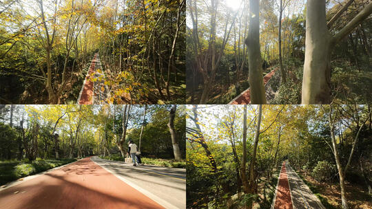 FPV穿越机在南京秋天的梧桐大道上飞行高清在线视频素材下载