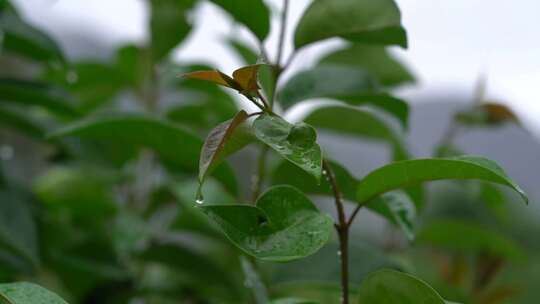 农业 蔬菜大棚 农产品