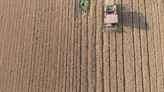 航拍俯拍芒种麦田收割机收割小麦