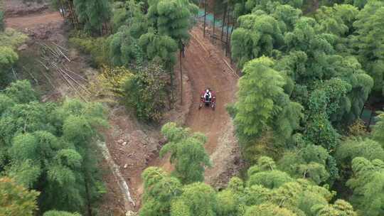 秋天 森林 红叶 树林 