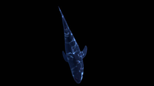影视级三维鲨鱼水底动画合成特效 (7)
