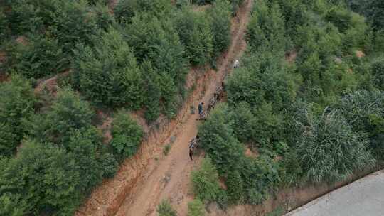 云南山区树林土路马帮