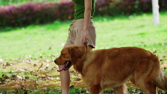 夏天公园美女牵着金毛犬遛狗