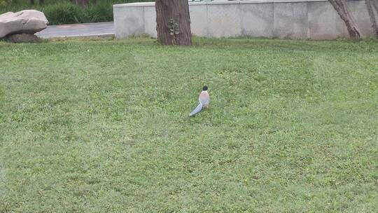 无滤镜视频：绿色草坪上悠闲吃虫的长尾鸟