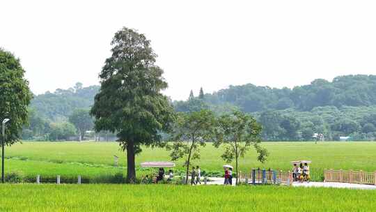 中国广东省中山市南朗街道崖口稻田