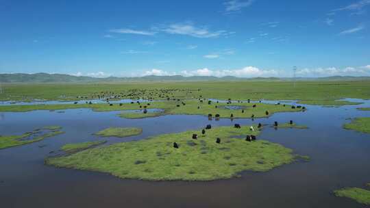 四川阿坝州若尔盖大草原湿地航拍自然风光