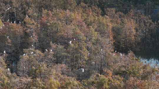 佛山市顺德伦教大涌水杉湿地候鸟白鹭群