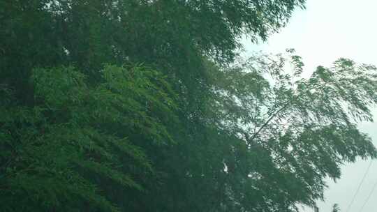 雨中山林云雾缭绕茂密竹林枝叶繁茂景象