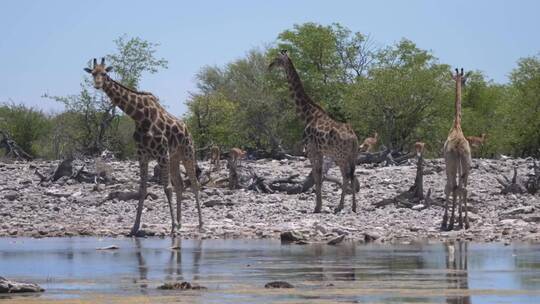 池塘周围的一群长颈鹿