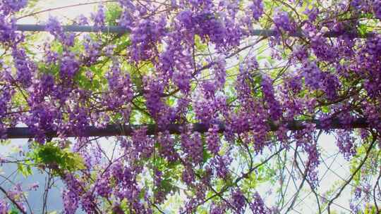 随风摇曳的春天花朵紫藤花视频素材模板下载