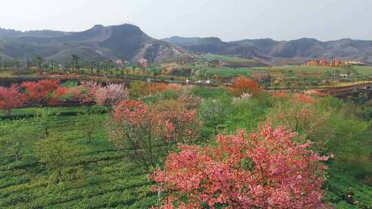 湖南郴州高椅岭樱花园