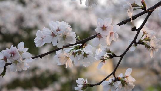 湖南衡阳岳屏公园樱花晚樱