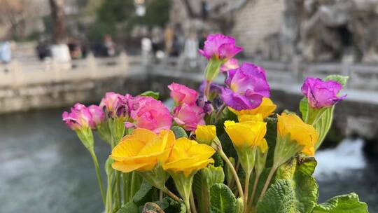 济南三月春天，护城河黑虎泉解放阁地标鲜花视频素材模板下载