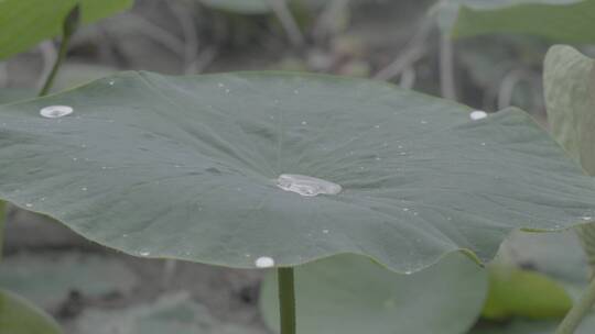 雨后的荷叶LOG