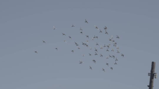 天空中飞翔的鸽子视频素材模板下载