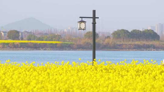 杭州富阳富春江江畔春天油菜花风景